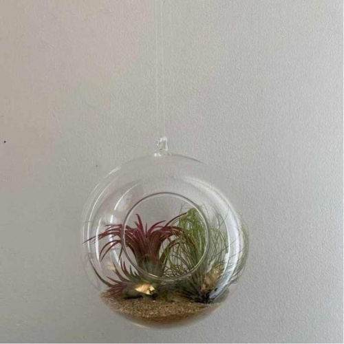 Plantes aériennes dans grande sphère en verre